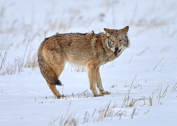 Eastern Wolf