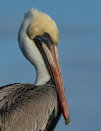 Brown Pelican
