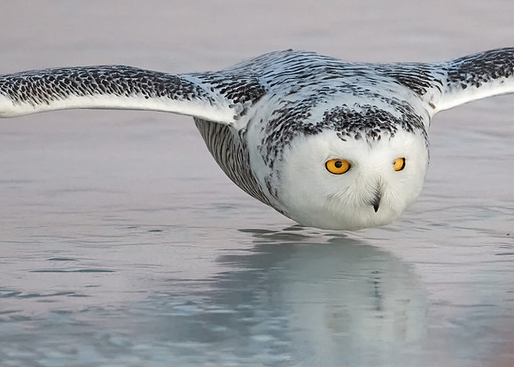 Snowy Owl