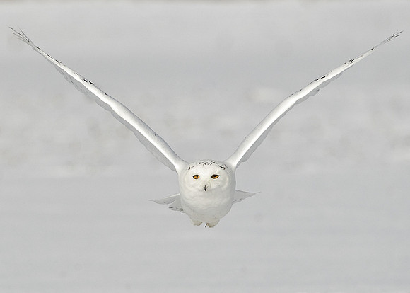 Snowy Owl
