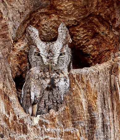 Eastern Screech Owl