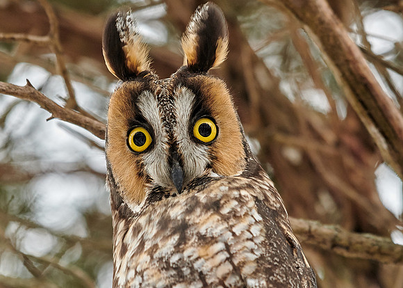 Short Eared Owl