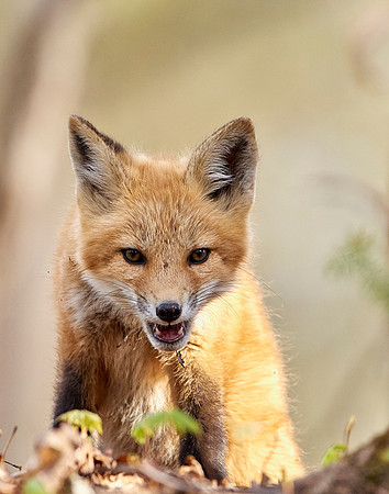Red Fox