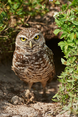 Burrowing Owl