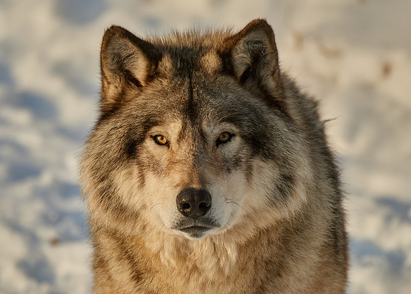 Timberwolf
