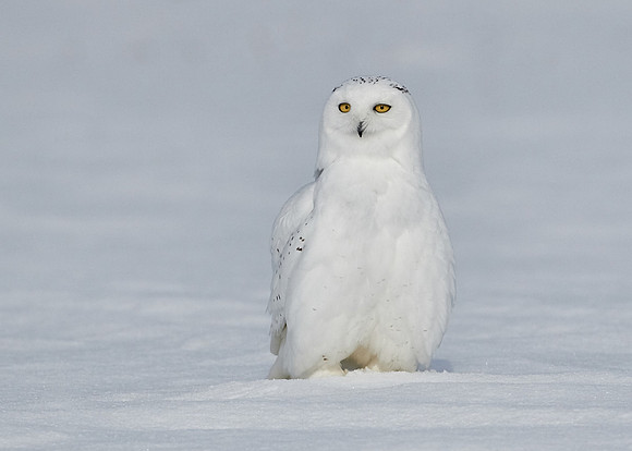 Snowy Owl