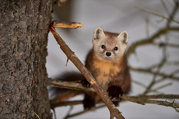 American Pine Marten