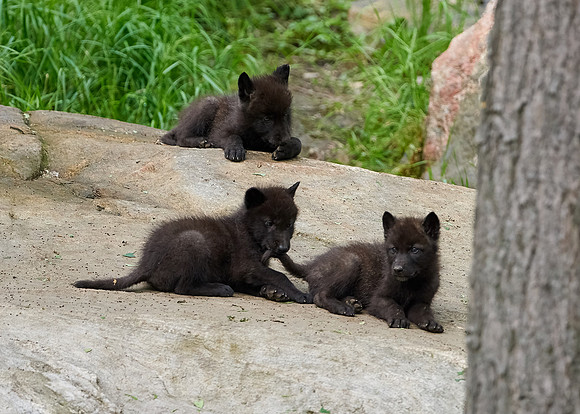 Black Wolf Pups