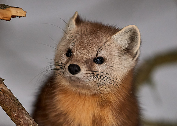 American Pine Marten