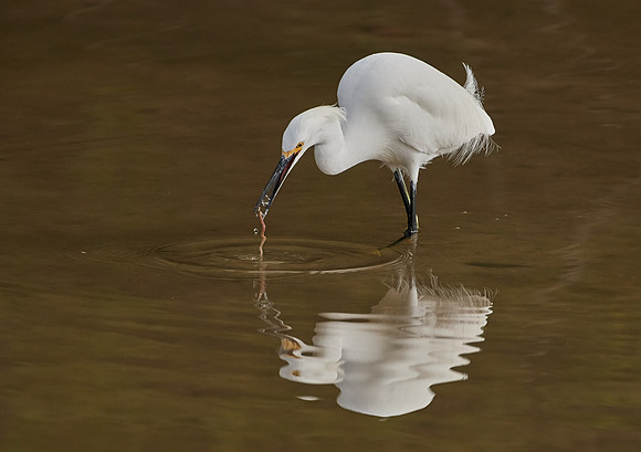 ibis