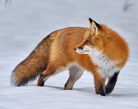 Red Fox