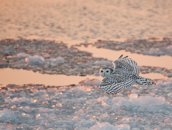Snowy Owl