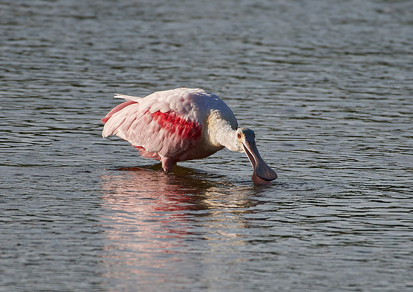 Roseate Spoonbill