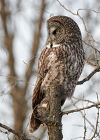 Great Grey Owl