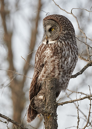 Great Grey Owl