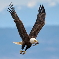 Bald Eagle