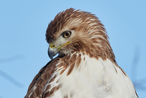 Red-tailed Hawk