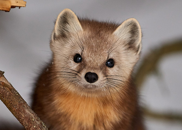 American Pine Marten