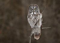 Great Grey Owl