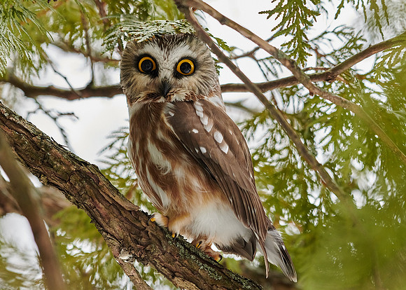 Saw-whet Owl