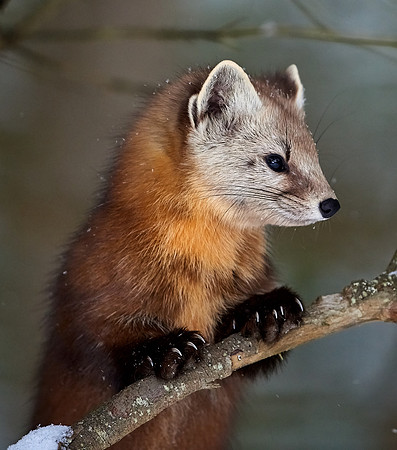 American Pine Marten