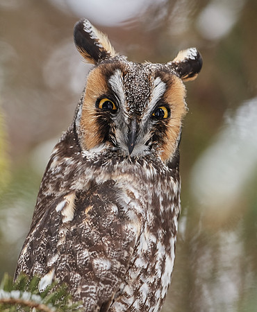 Long Eared Owl