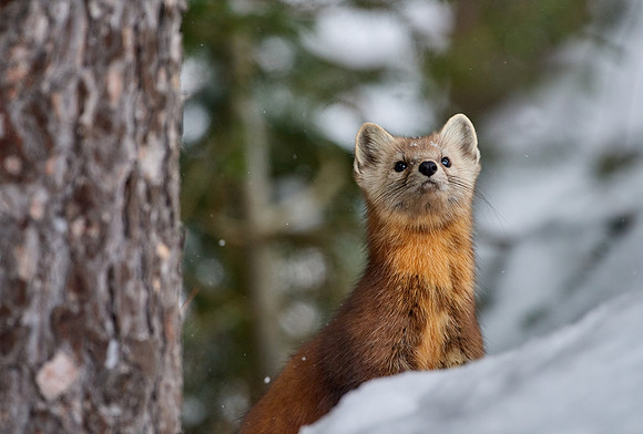 American Pine Marten