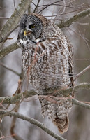 Great Grey Owl