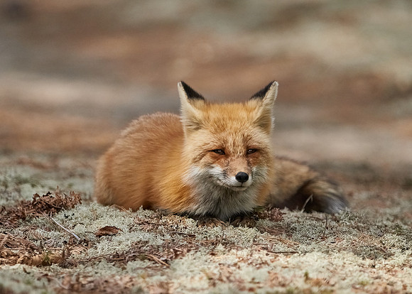 Red Fox