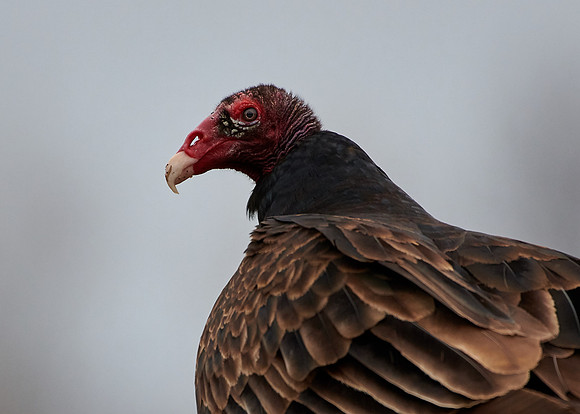 Turkey Vulture
