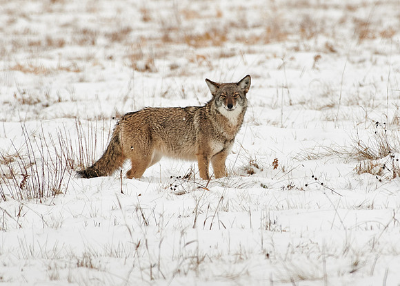 Eastern Wolf