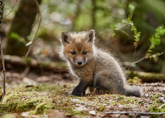 Red Fox Kit