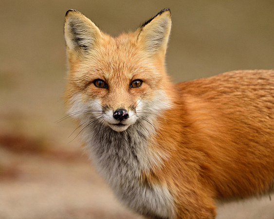 Red Fox