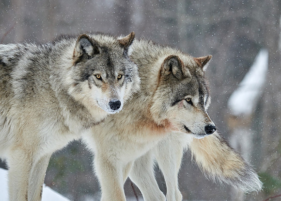 Timberwolves