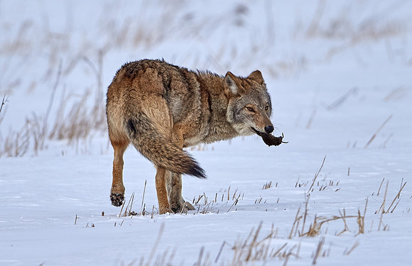 Eastern Wolf