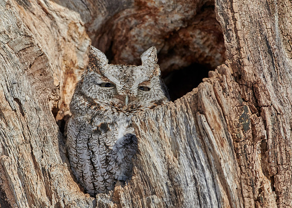 Eastern Screech Owl