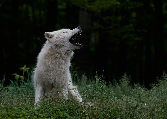 Arctic Wolf Howl