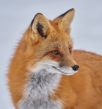 Red Fox