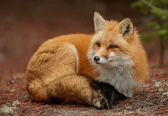 Red Fox