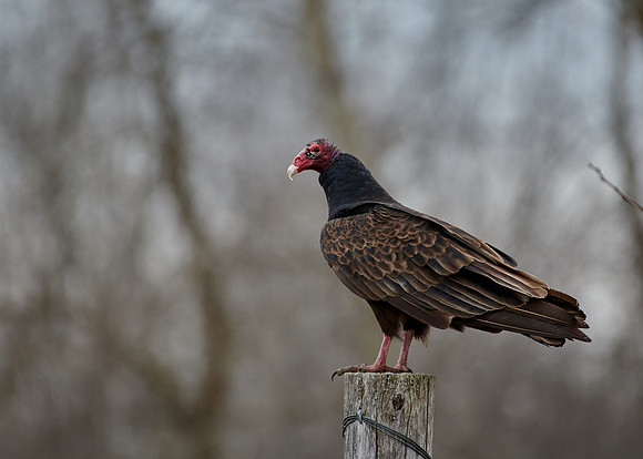 Turkey Vulture