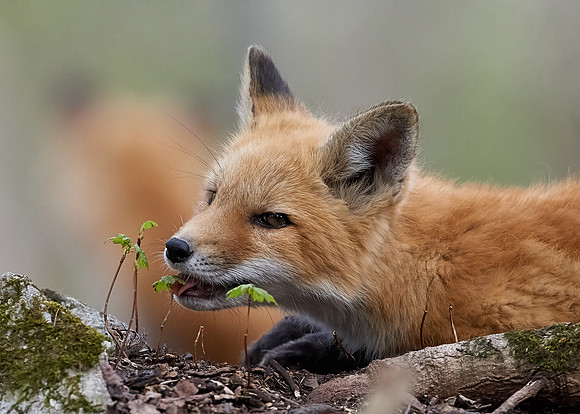 Red Fox Kit