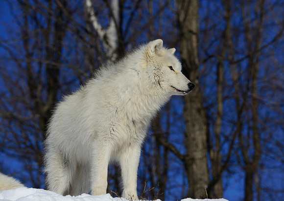 Arctic Wolf