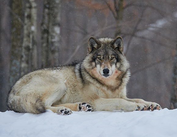 Timberwolf
