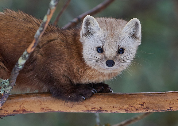 American Pine Marten