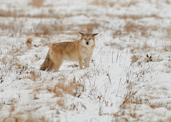 Eastern Wolf
