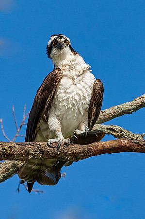 Osprey