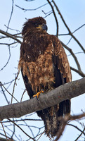 Juvenile Bald Eagle