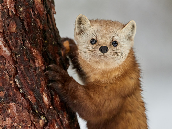 American Pine Marten