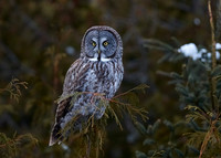 Great Grey Owl