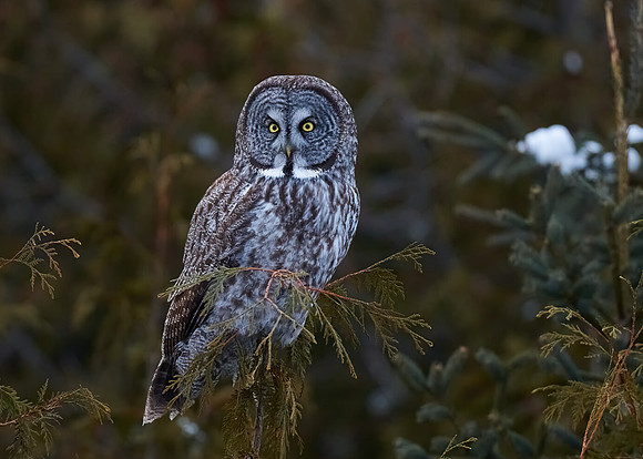 Great Grey Owl